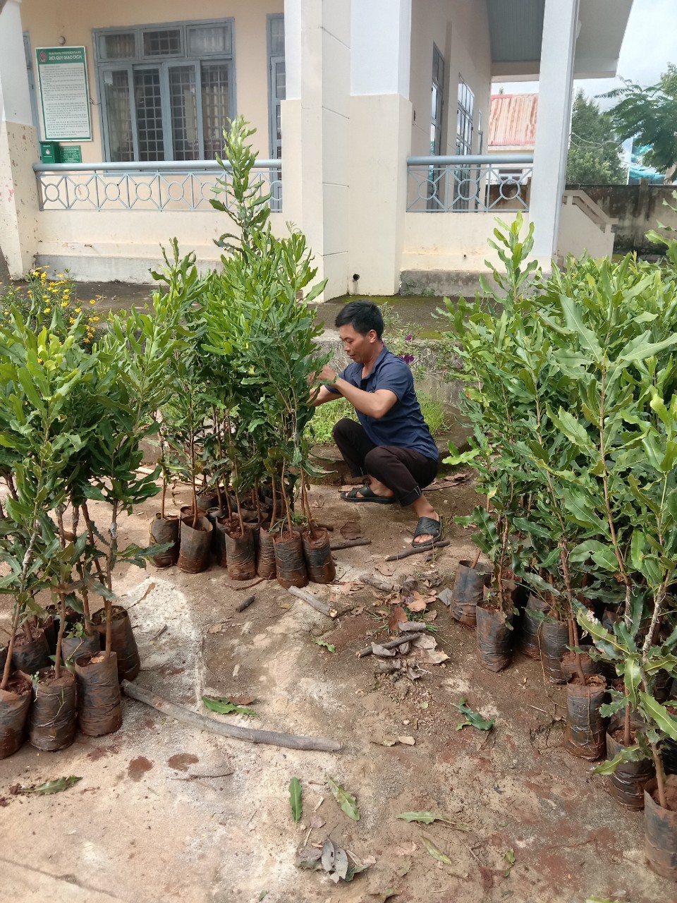 Hinh 6. Hỗ trợ giống cây mắc ca tại xã Ea Tam